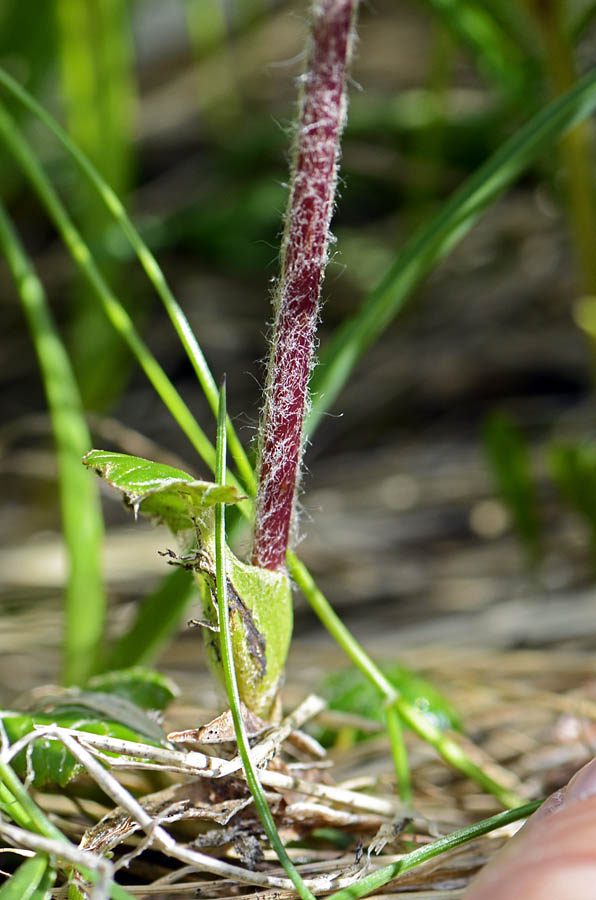 Homogyne alpina / Omogine alpestre